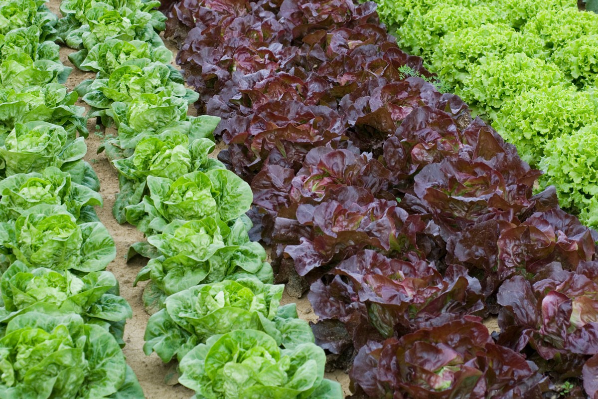 Salade 4